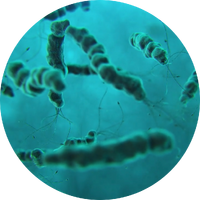 fig 1.0 A microscopic view of the Hydrolitis Plague in Level 37.