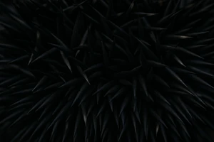 Close-up of Spike's quills