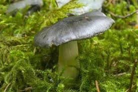 Silver Shroom