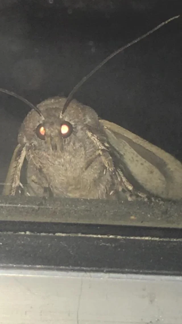 Death Moths | Wiki Backrooms | Fandom