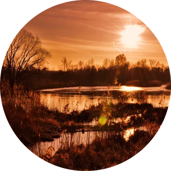 Surreal Bog -222-modified