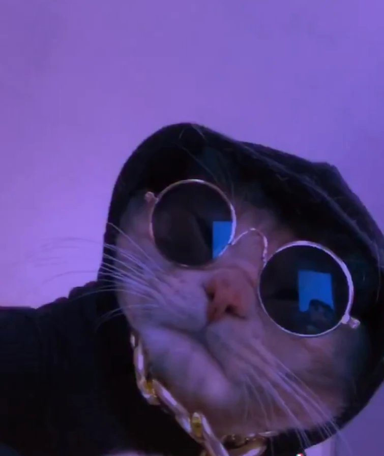 swaggy cat pfp - Roblox