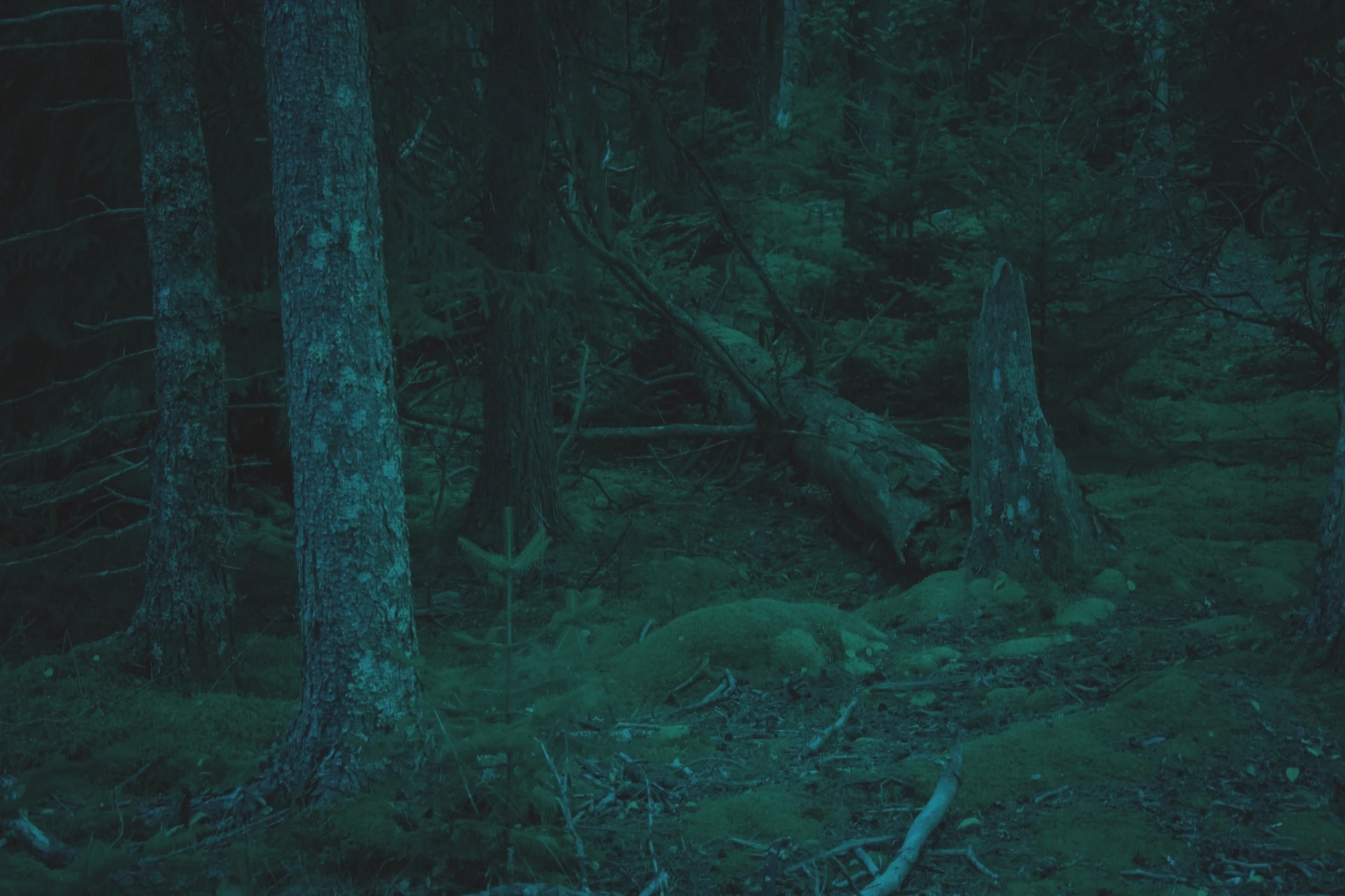 DeepdarkwoodsofLevel45