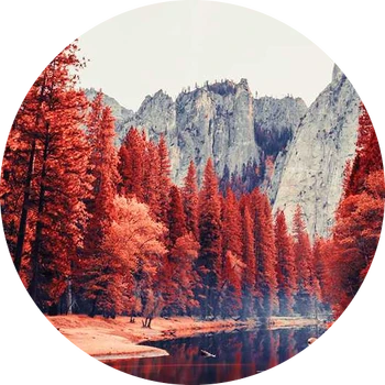 Conifers refuted -222-modified