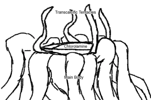 Lightlurker anatomy
