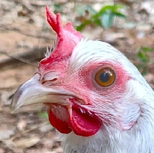 Vulture | Backyard Chickens Wiki | Fandom