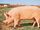 Yorkshire Pig