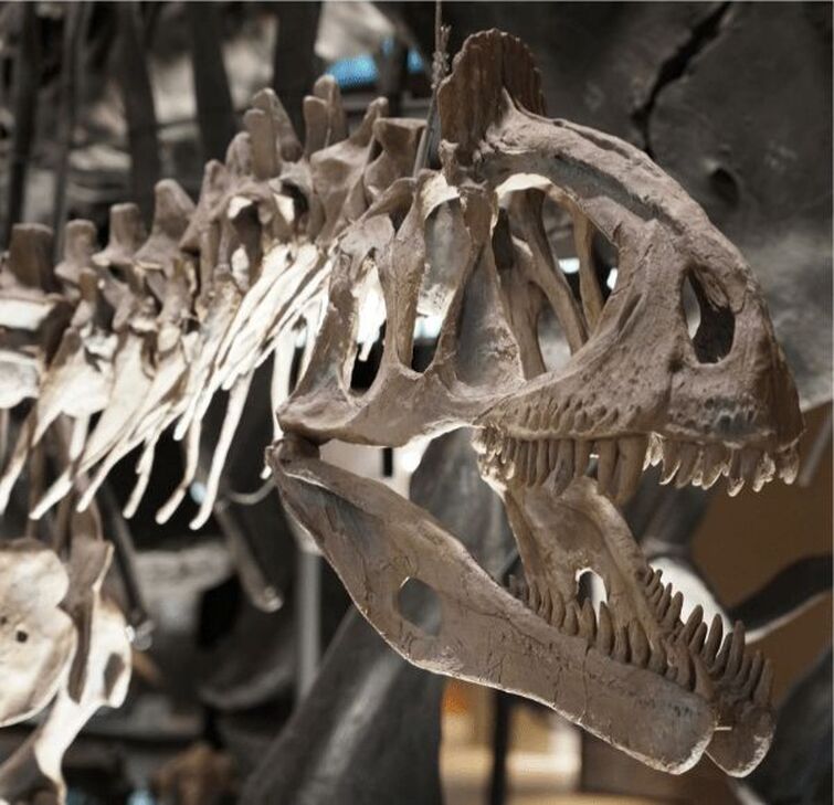 cryolophosaurus skeleton | Fandom