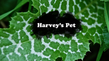 Harvey's Pet