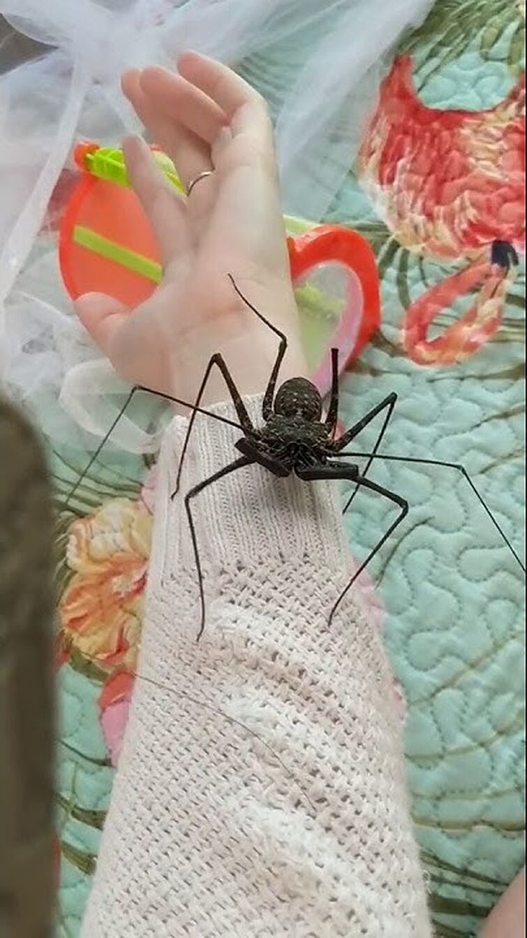 Scary the nicest Tailless Whip Scorpion