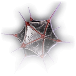 Brynna | Baldur's Gate TV Series Wiki | Fandom