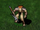 Gnoll