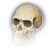 Череп
