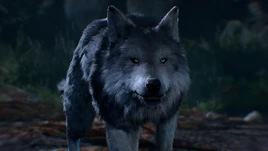 Волк1