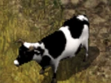 Cow