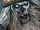 GORPRI1.png
