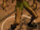 Ghorak the Diseased