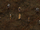 Nalia abducted by Isaea Roenall