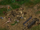 Brage's Life Spared