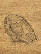 Ankheg shell.png (87 KB)