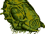 Ankheg Shell