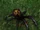 Wraith Spider
