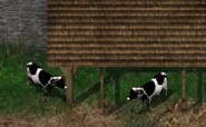 Cow BG1EE.png (99 KB) Cows in Candlekeep