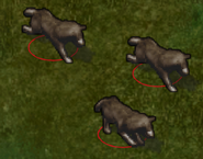 An uncommon grouping of three.