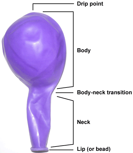 Temporada coro Hollywood Anatomy of a balloon | Balloons Wiki | Fandom