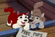 Puppy Kodi, and Aleu