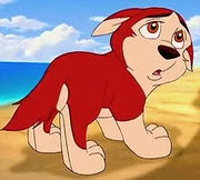 Kodi, as a pup