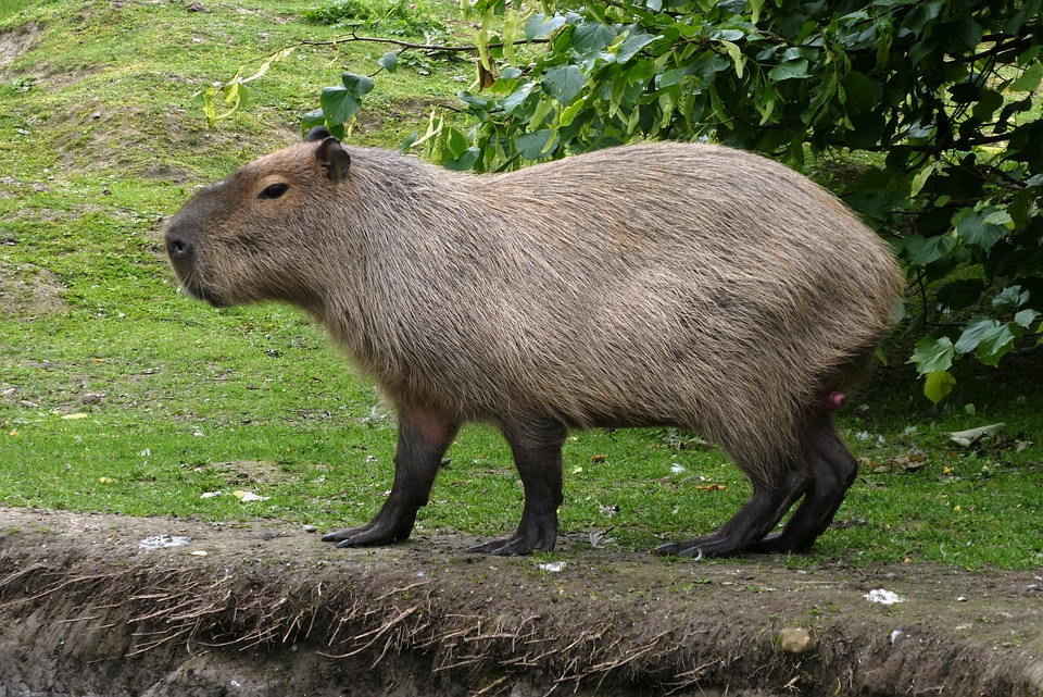 Capybara Nature Animal - Free photo on Pixabay Süßeste haustiere, Natur tiere, A