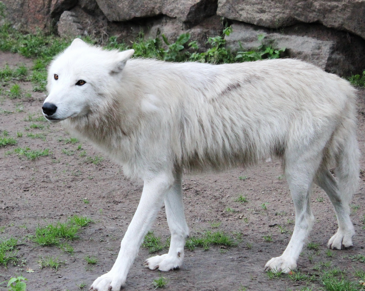 Item:Web Camera, White Wolf Wiki