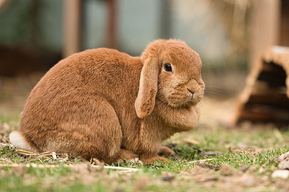 Cuccioli Disponibili LA STALLA DEI CONIGLI Allevamento e vendita conigli nani MI