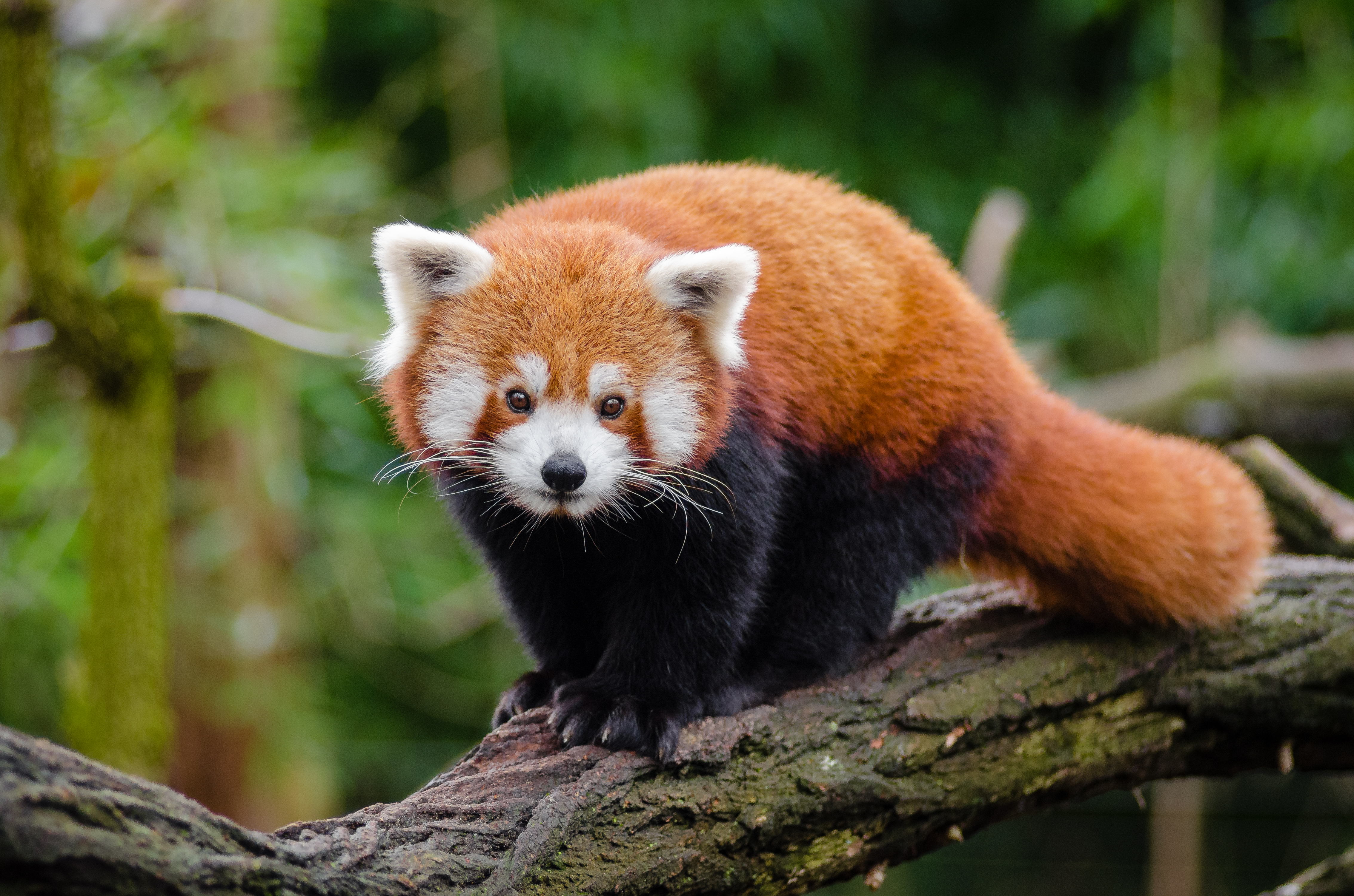 bamboo kingdom creatures of the flood bamboo kingdom creatures of the flood