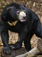 Photo of a sun bear