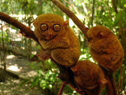 Bohol.tarsier jtlimphoto