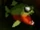 Piranha fish