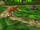 Banjo tooie-peck.png