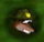 Jamjars icon