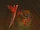 Whiplash