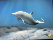 Dolphin.