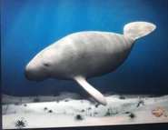 Walrus or Dugong?