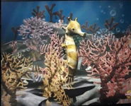 Seahorse!
