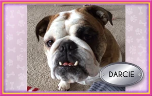 Darcie