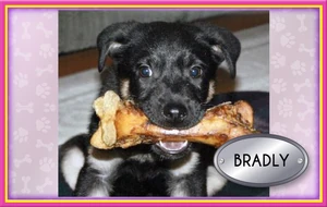 Bradly