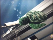 Turtle!