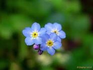 Le myosotis, la fleur préférée de Courtney