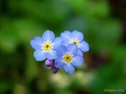 Le myosotis.jpeg