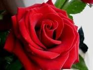 La rose rouge est la fleur préférée de Geneviève